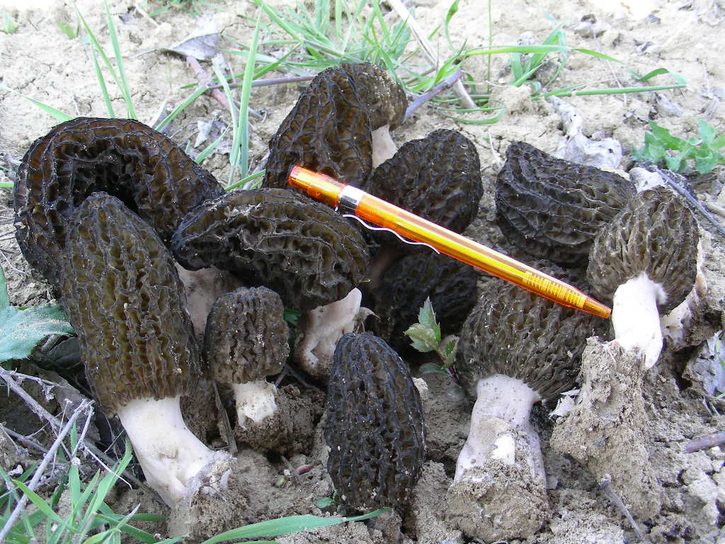 Funghi primaverili ...